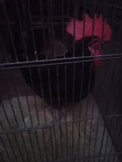 White buff male Austerlop male for sale