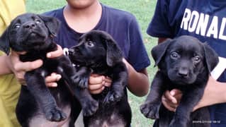 american labrador | Labra Puppy | Puppies | Labrador Dog for sale