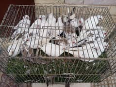 Diamond paid Dove and blue paid. red paid full wash blood line