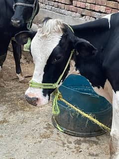 wachi/heifer