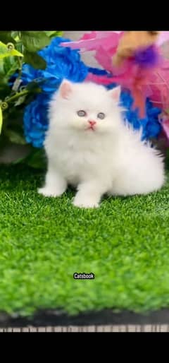blue eyes white Persian kitten|Triple long coat |WhatsApp. 03250387943