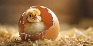 Fresh Eggs For Sale : 30 Rupees Each