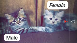 beautifu