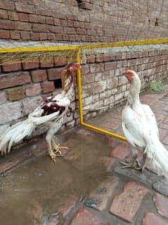 veyr good breader in Pakistan always available