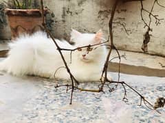 Persian cat female