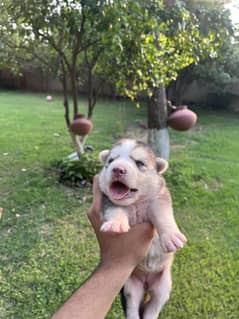German husky pure puppy 1 week old