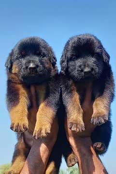 German Shepherd male female for sale available