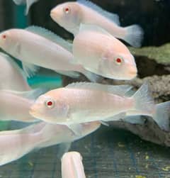  Beautiful White Cichlids (Cliclets) for Sale – Healthy & Active! 