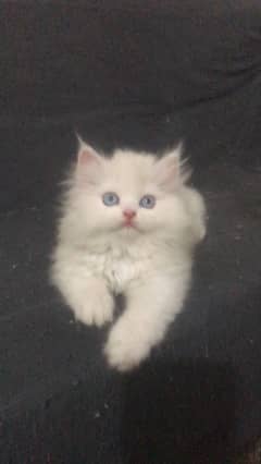 White male triple coated persian kitten