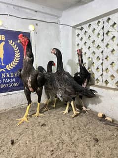 Aseel Shamo | Blue shamo | Black shamo | O shamo | shamo trio | Hen