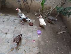 Aseel Tro