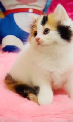 Persian Kittens For Sale Contact 03287625932 WhatsApp