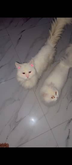 PERSIAN
