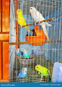 Bajri parrot for sale ha pair male female pathay handtame available ha