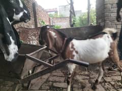 Bakra and Bakri