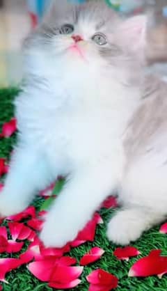 Persian Kittens For Sale Contact 03287625932 WhatsApp
