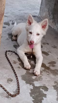 Russian Female dog