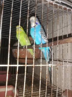 Exibition male and spangle female breeder pair for sale 03129196869
