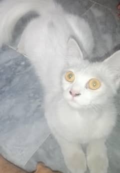 Persian cat