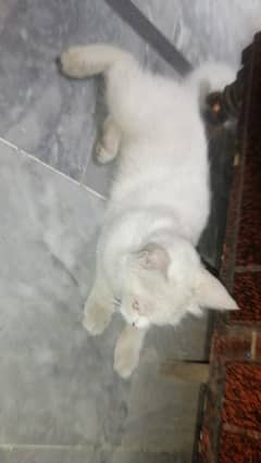 Persian