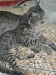 cat for sale