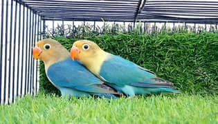 PARBLUE/INO & ALBINO/INO