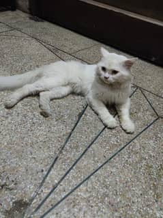 Persian cat male