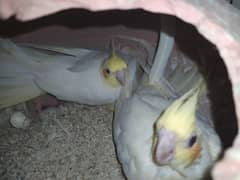 cockatiel cream