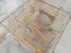 GREEN BREEDER PAIR EXCELLENT, HEALTHY, AND ACTIVE WITH CAGE AND BOX