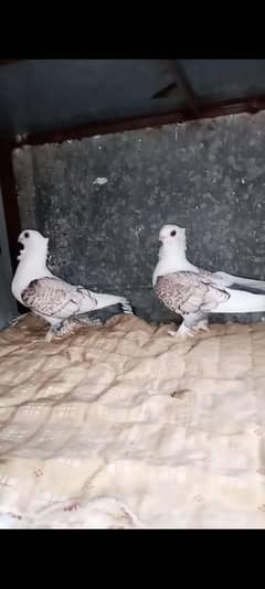 German tie (Sentinet) females & swallow