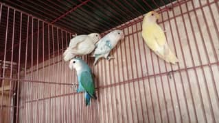 love bird budgie available