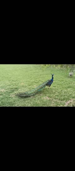 peacock