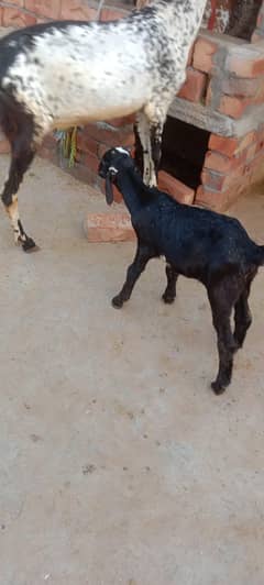 dasi goat sath ek becha hai Bakra 50 din ka