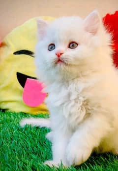 Persian Kittens For Sale Contact 03287625932 WhatsApp