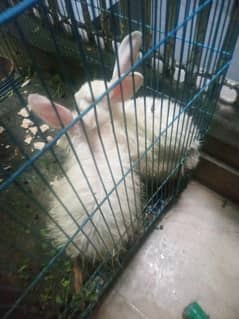 Newzeland white