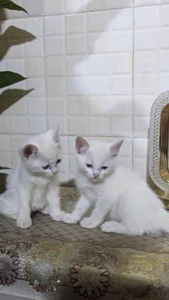 Persian kitten pair