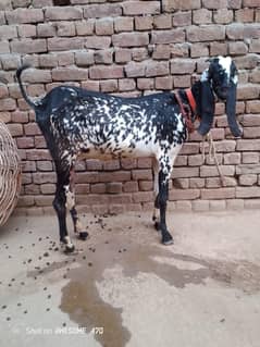 goat for sale