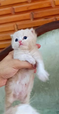 PERSIAN ORIGINAL PUNCH FACE