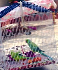 FOR SALE PARROT 