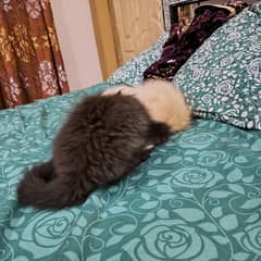 Persian cats