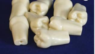 Dental teeth frasaco. Phantom head manikin teeth for dental exam