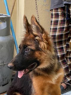german shepherd female long coat