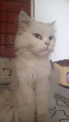 perisna cat triple coated for sell