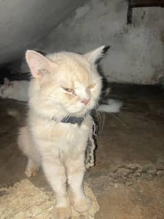 cat