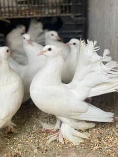 Fantail fancy pigeons for sale