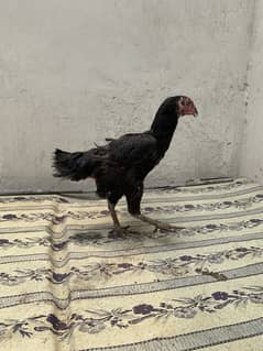 Thai cross female aur Pure Bengum aseel female breader females