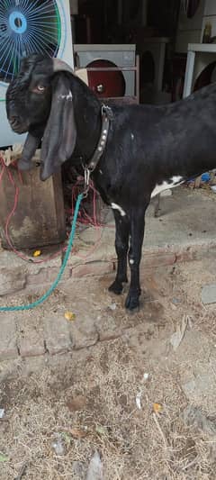 Pure Beetal 40 inch Hieght 2 daant 03117484451