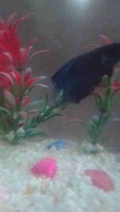 male Betta fish