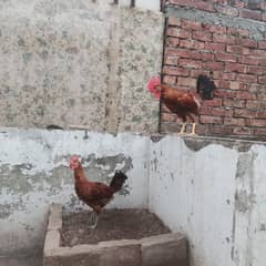 Desi male for sale healthy and Active