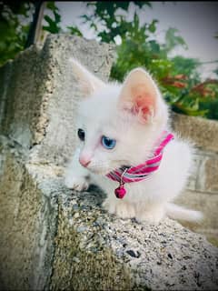 ODD EYE . PERSION CAT FOR SALE